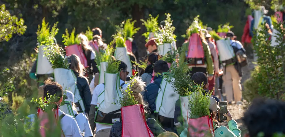 Personas llevando arbolitos